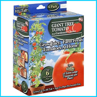 Gardener's Choice Giant Tree Tomato - Includes 6 Pre-Seeded Pots