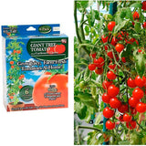 Gardener's Choice Giant Tree Tomato - Includes 6 Pre-Seeded Pots