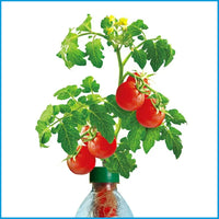 Petomato Basil Plant