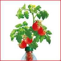 Petomato Basil Plant