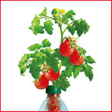 Petomato Basil Plant