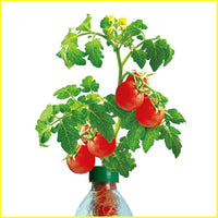Petomato Basil Plant