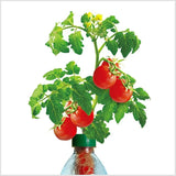 Petomato Basil Plant