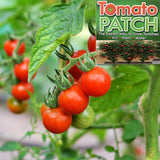 Tomato Patch Indoor Gardening System